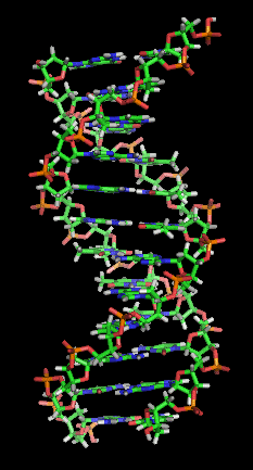 The famous DNA molecule.
