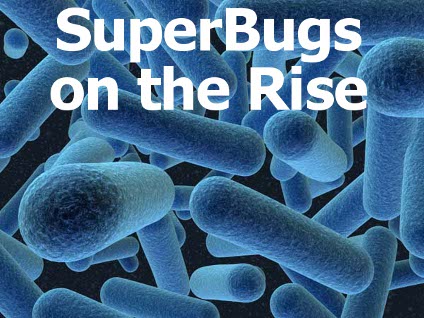 Image of bacilli bacteria on media and magnified. Case Study: Are You Scared of 'Superbugs'?