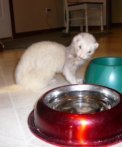 Some animals, like ferrets, can die if they aren't neutered.