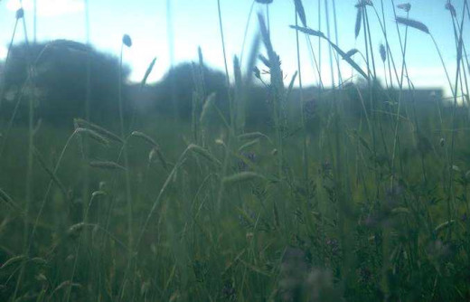 Green Field