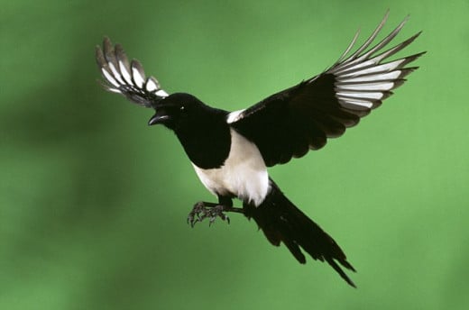 In the UK, some people think these lovely creatures should be culled.  URL: http://www.dailymail.co.uk/sciencetech/article-1369614/The-picture-21-birds-tree-proves-magpie-population-control.html