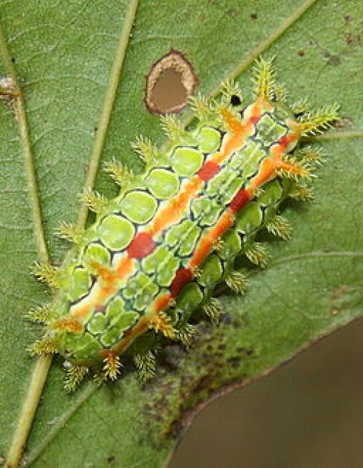 Stinging Caterpillar Identification A Quick and Easy Guide HubPages