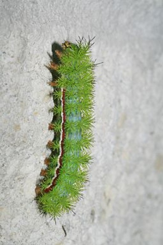 Stinging Caterpillar Identification A Quick and Easy Guide HubPages