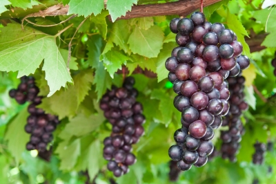 Grapes come in three colors red, black or green