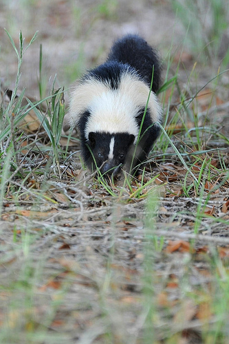 The Skunk!