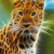 The fractalius effect on a leopard