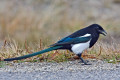 Magnificent Magpies