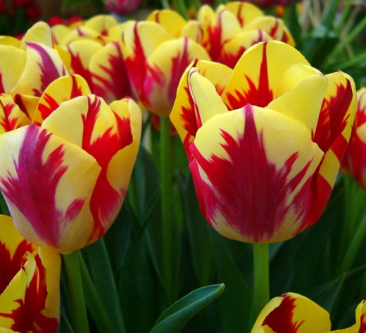 Tulip 'Grand Perfection'