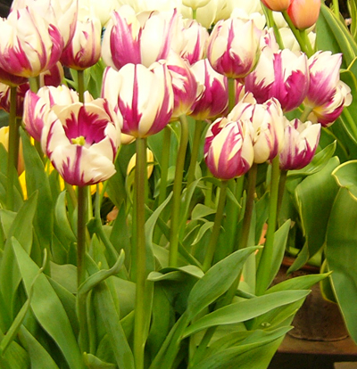 Tulip 'Zurel'