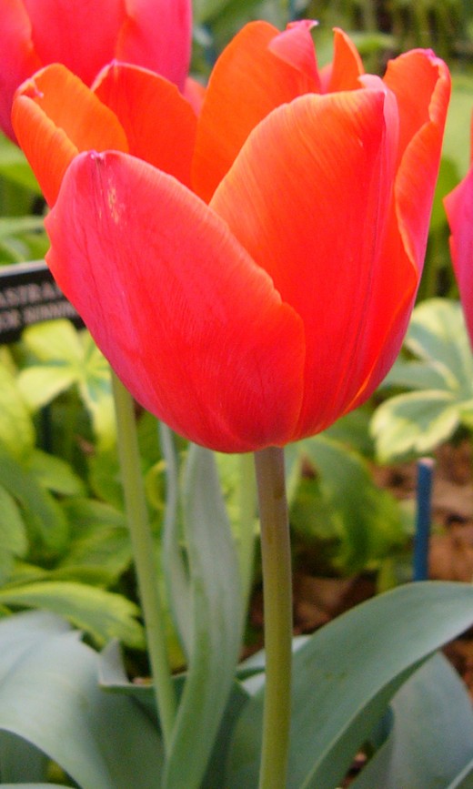Tulip 'Couleur Cardinale'