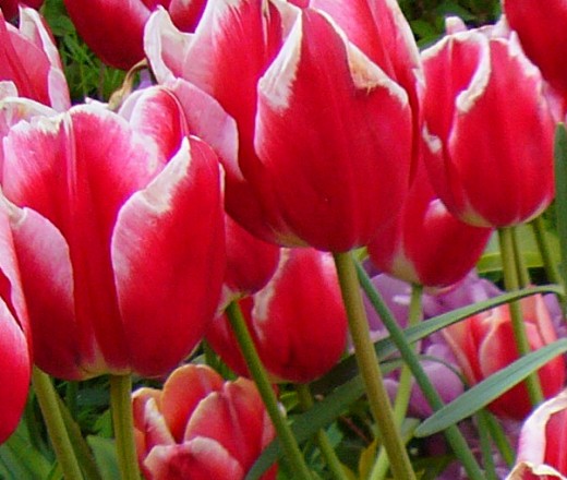 Tulip 'Merry Widow'
