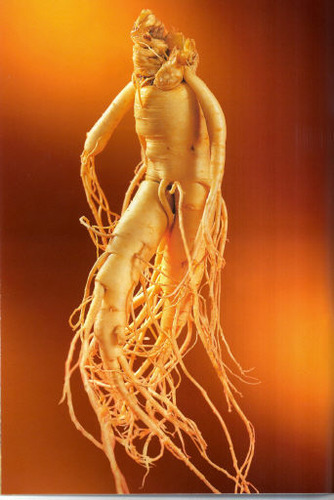 Ginseng root
