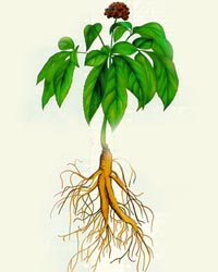 Ginseng plant