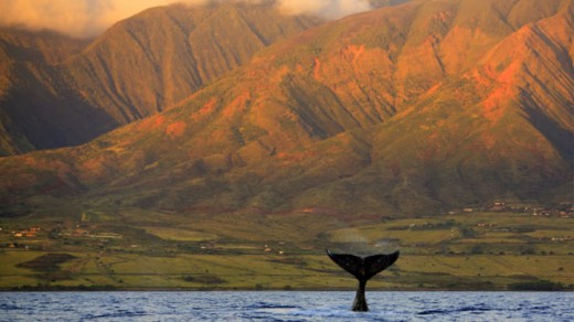 Hawaii whale watching      