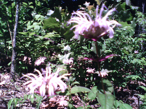 Burgamot also known as bee balm grown in your garden may be part of the answer to saving the honeybee.