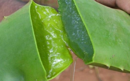 You can buy the gel at a health food store, or break open a leaf and rub the contents on your skin.