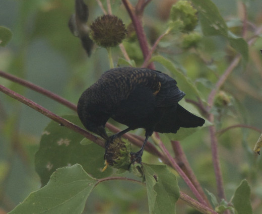 Immature Red-winged Blackbird