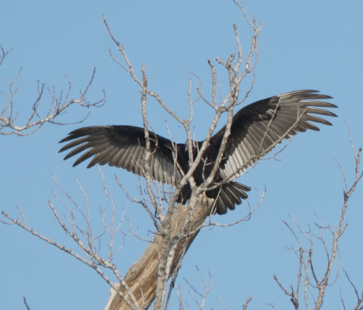 Turkey Vulture Landing