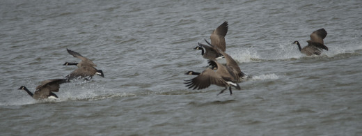 Canada Geese Landing