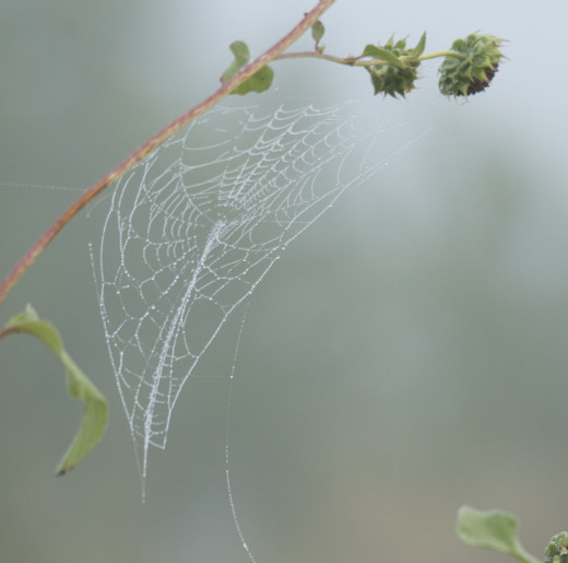 Spiderweb in Fog