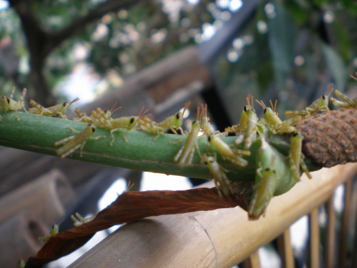 Grasshopper attack.