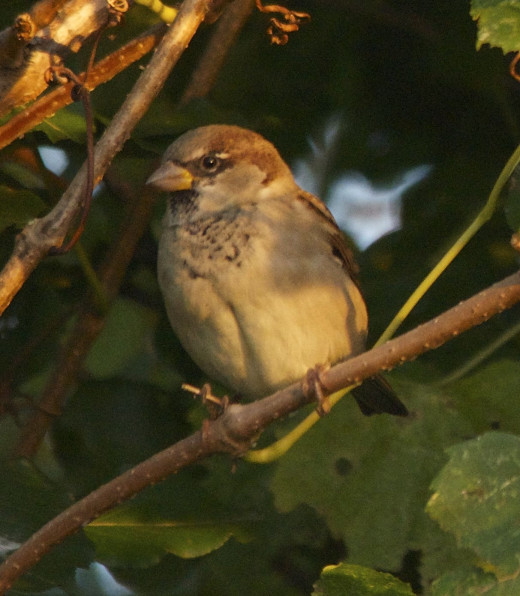 Immature Male House Sparrow
