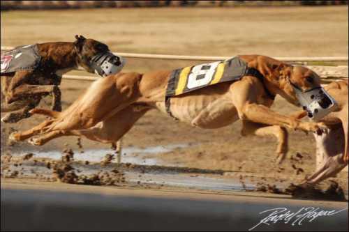 Greyhounds are thin so they can run at ungodly speeds - how fast can super models run? 