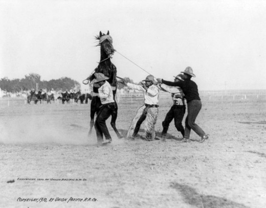 Cowboys roping a bucking bronco