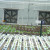 Hydroponic plants grown at the Land