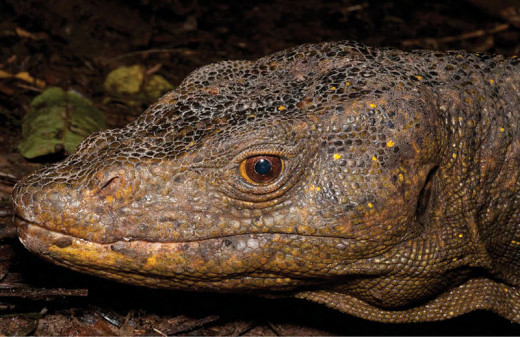 Varanus bitatawa (common name: Northern Sierra Madre Forest Monitor Lizard ). Source: Wikimedia Commons, Brown R et al. ,CC BY 3.0.
