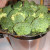 Move the metal steamer with the broccoli into the pan Move the metal steamer with the broccoli into the pan
