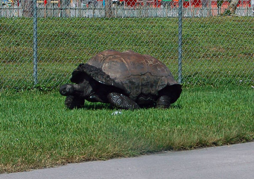 Aldabra Tortoise- photo by AMB