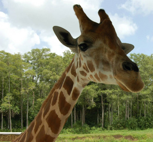 Up close shot of giraffe. photo by AMB