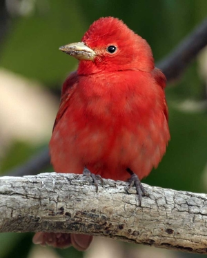 Summer Tanager is just one of the awesome birds that depend upon shade-grown coffee farms in Latin America.