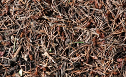 Pine Needles Used as Garden Bed Mulch
