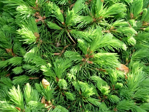 Pine needles are a renewable resource.