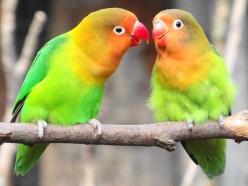 How the Love Birds Met