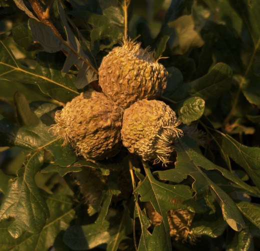 Burr Oak's Acorns