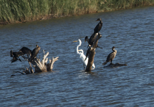 Great Egrets with Double-crested Cormorants 