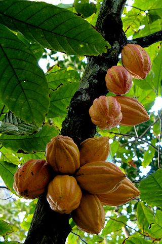 Cocoa fruits from a cocoa tree, the primary raw material for making chocolate