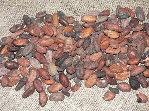 Cocoa beans derived from the cocoa tree. Similar to almonds?