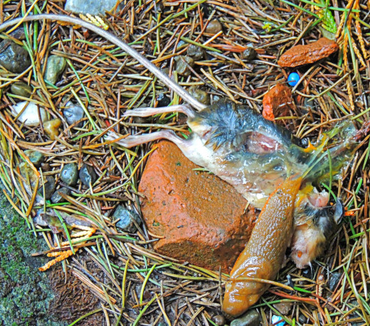 A dead mouse in the process of being eaten by a flesh eating slug.