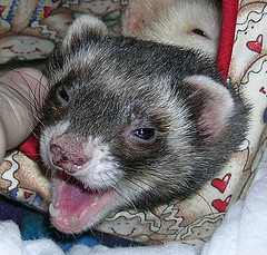 Do you have the legal right to own a ferret where you live?