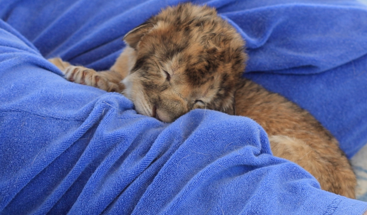 Baby Lion Cub 