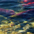 Adams River Salmon in British Columbia Adams River Salmon in British Columbia