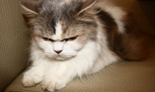 Rage kitty will get you