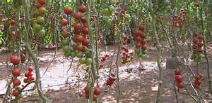 tomatoes ready to harvest