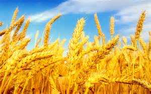 wheat ready to harves