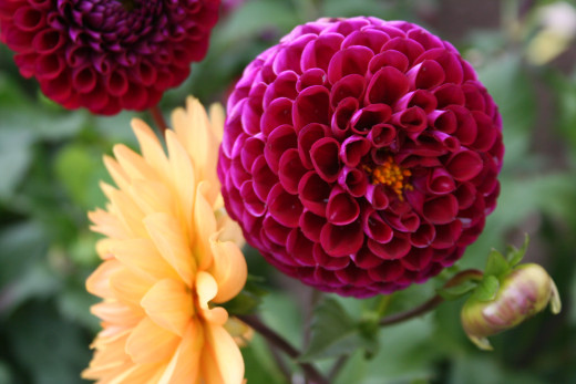 Dahlias side-by-side - Germany