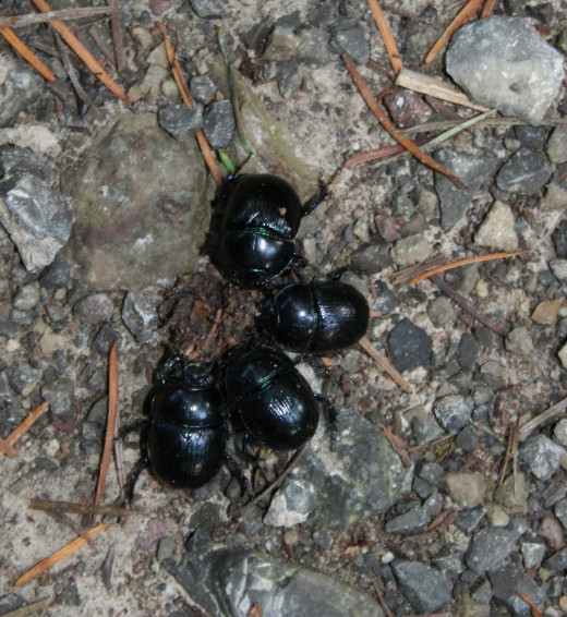 Beetles on trail in Schwarzwald near Rastatt, Germany